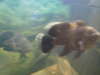 tiger oscar fish