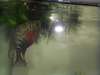 Flowerhorn fish