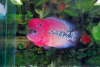 Flowerhorn fish