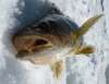 Walleye fish