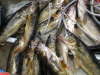 Walleye fish