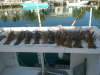 fl lobster fish