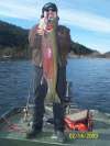 38.5 inch idaho steelhead fish