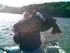 51 inches long fish