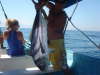 Sayulita mex.  gallo fish