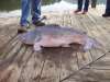 45lb Channel Cat fish