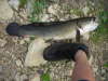 Dog Fish