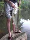 north carolina largemouth fish
