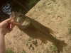 3lb bass fish