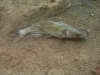 Fat 7lb channel cat fish