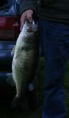 A 2 kg black bass fish