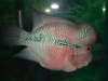 my male flowerhorn fish