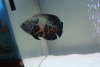 oscar fish