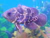Mohawk O fish