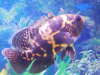 Mohawk O' fish