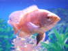 O' BEAST fish