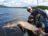 50" northern pike fish