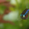 Cardinal Tetra! fish