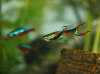 The largest endler guppy of the tank :) fish