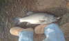 NC Bass fish