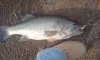 NC Bass fish