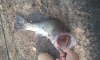 NC Bass fish