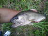 3 lb bass fish