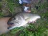 3 lb fish