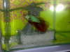 "Ramses"Betta Splenden fish