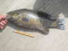ha big bass fish