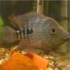 Its Me Fish