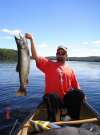 trout fish