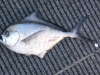 Rays Breem fish