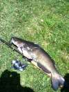 5# Catfish