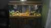 75 gallon community tank fish