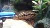 jaguar fish