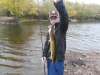 big pickerel fish