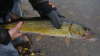 hardass pickerel fish