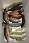 reds and more fish