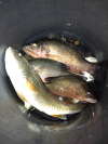 snappers and more fish