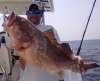 Red Grouper fish