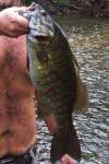 Smallmouth Bass (same) fish
