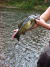 Smallmouth Bass (same) fish