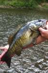 Smallmouth Bass (same) fish