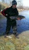 Big male steelhead fish