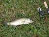 Little Bass fish