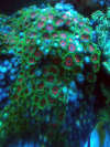 Zoanthid Corals fish