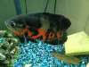 Oscar fish