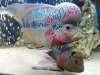 my flowerhorns fish