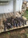 29 catfish caught on lake tawakoni